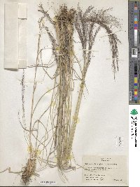 Muhlenbergia rigida image