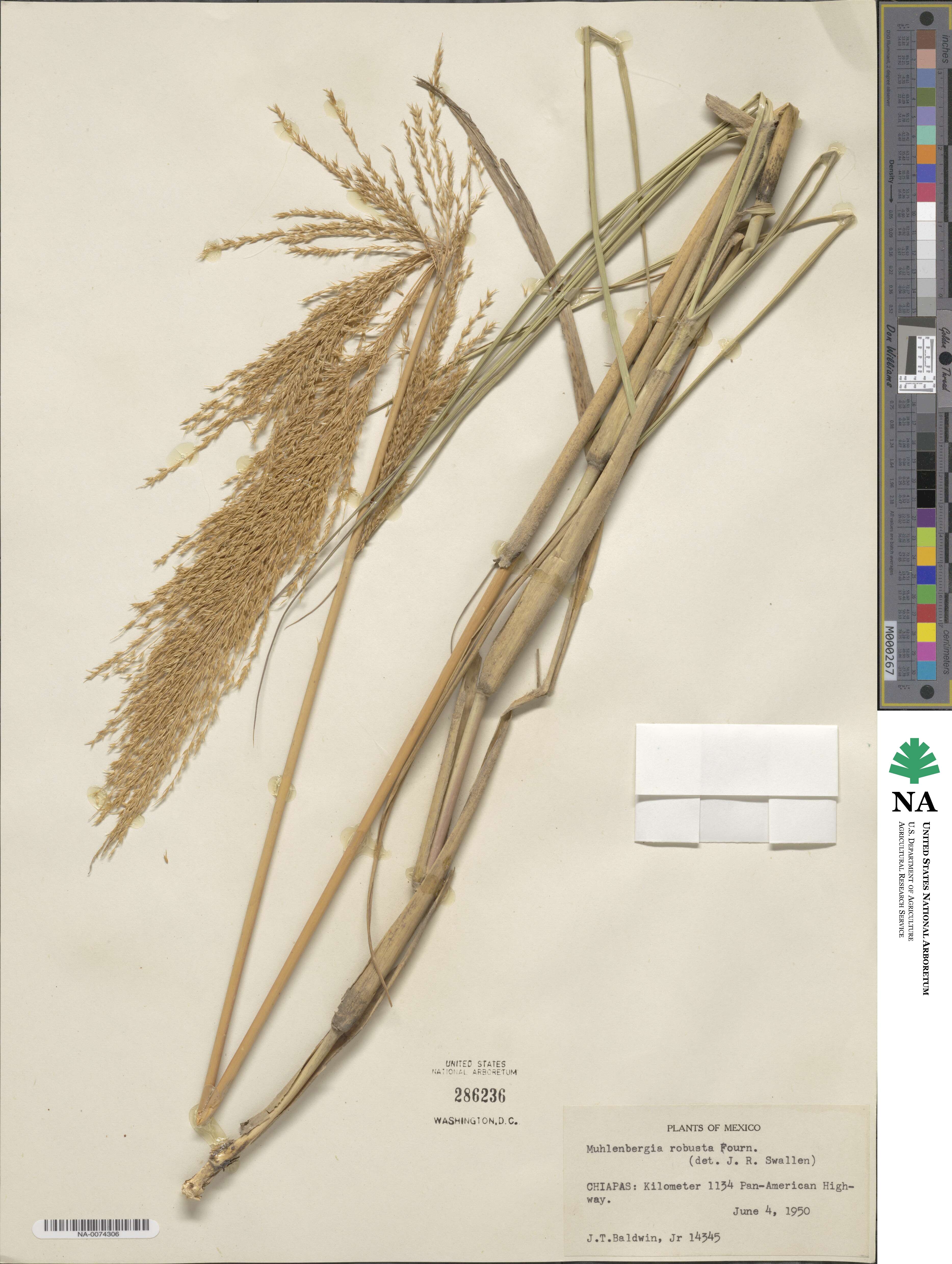 Muhlenbergia robusta image