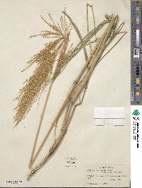 Muhlenbergia robusta image