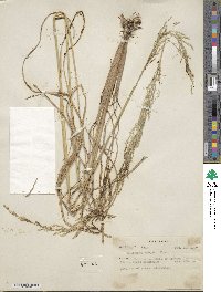 Muhlenbergia robusta image