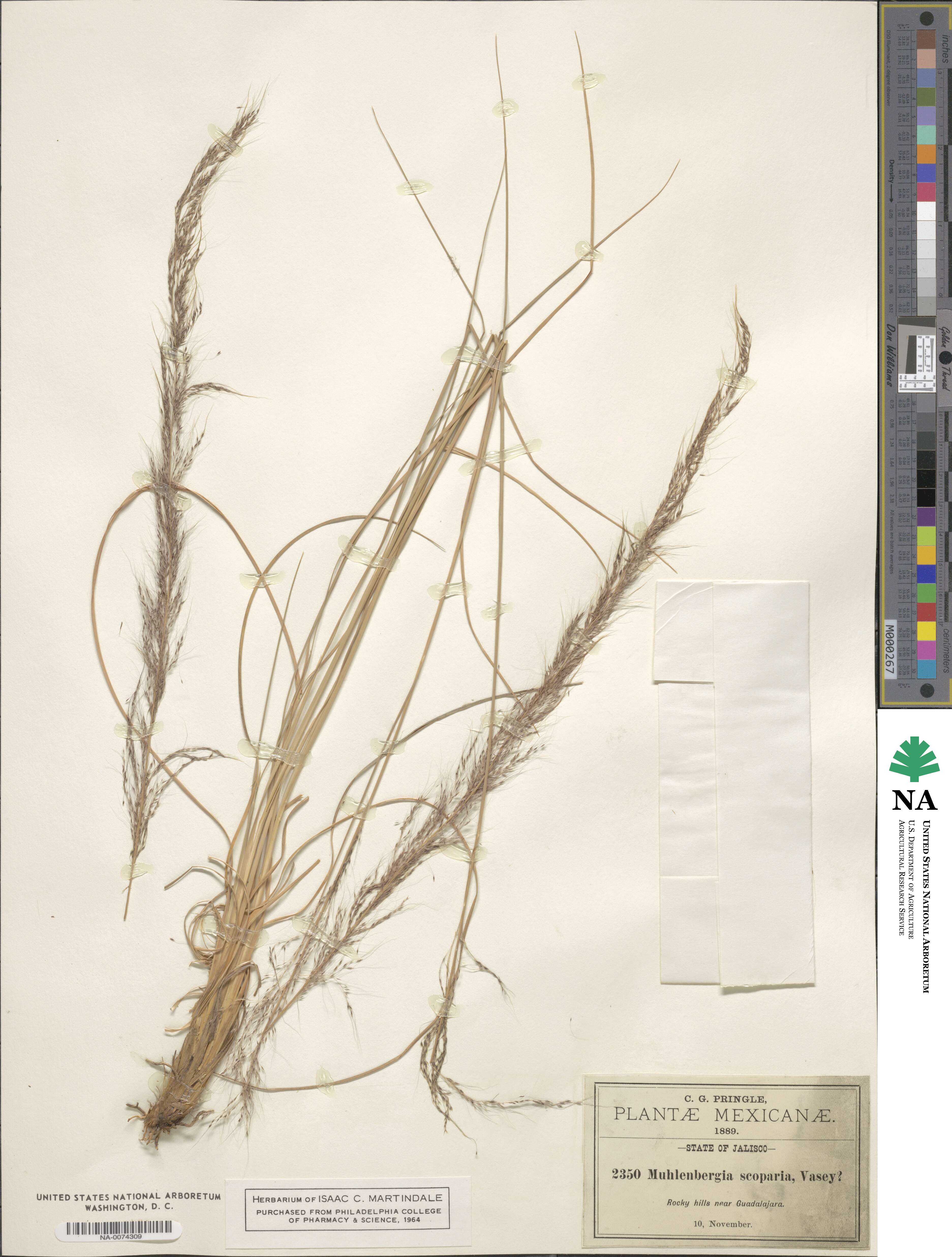 Muhlenbergia scoparia image