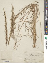 Muhlenbergia scoparia image