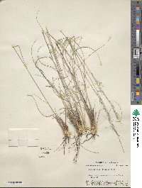 Muhlenbergia setifolia image