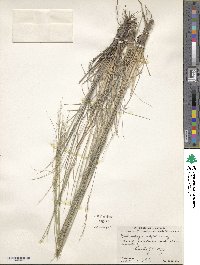 Muhlenbergia setifolia image