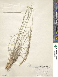 Muhlenbergia setifolia image