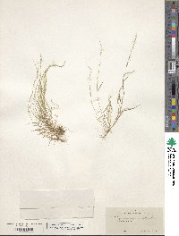 Muhlenbergia tenella image