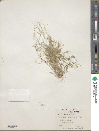 Muhlenbergia tenella image