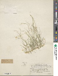 Muhlenbergia tenella image