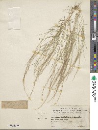 Muhlenbergia tenella image