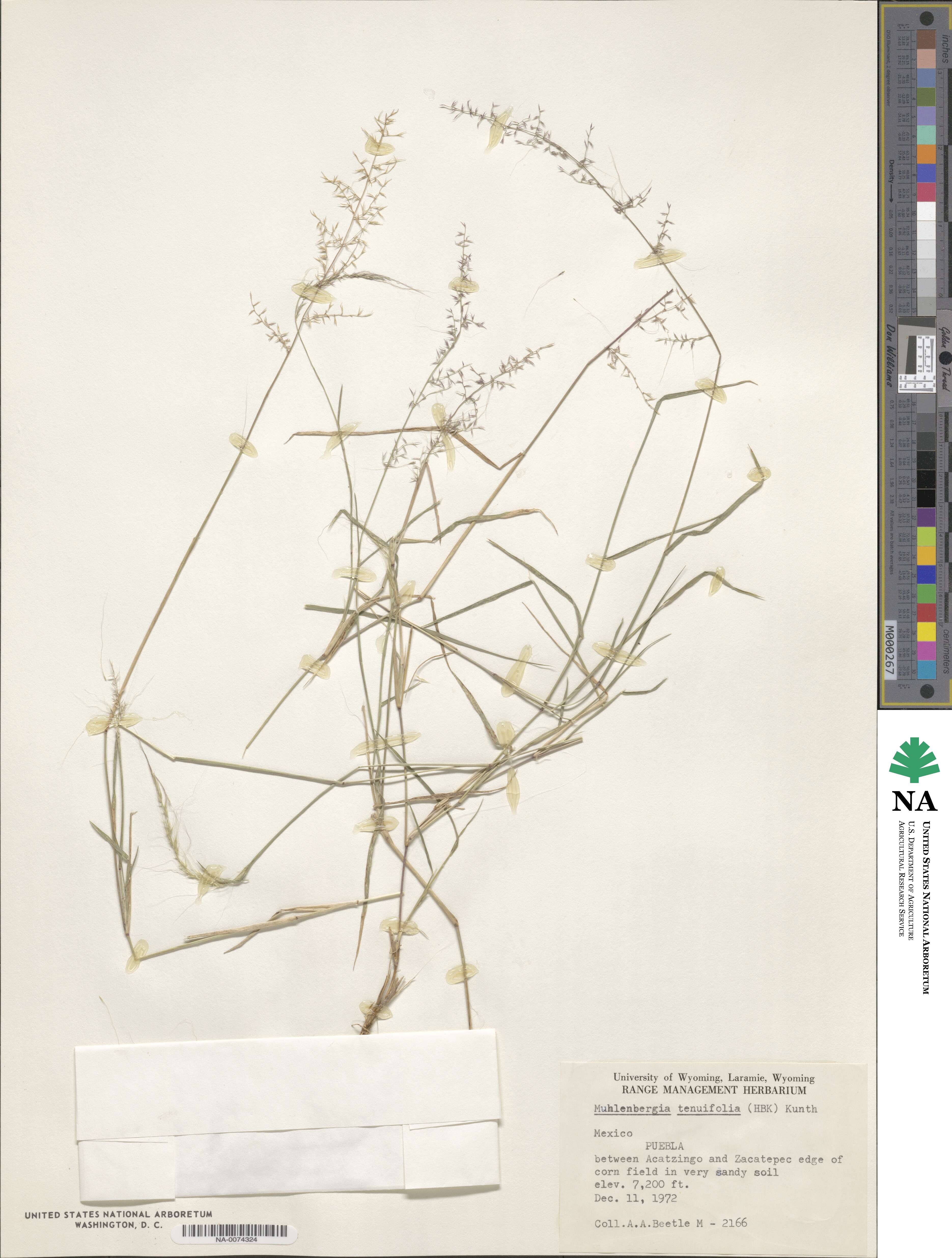 Muhlenbergia tenuifolia image