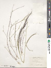 Muhlenbergia tenuifolia image