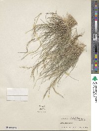 Muhlenbergia tenuifolia image