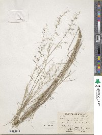 Muhlenbergia tenuifolia image