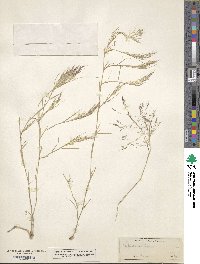 Muhlenbergia texana image