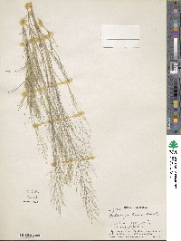 Muhlenbergia texana image