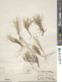 Muhlenbergia villiflora image