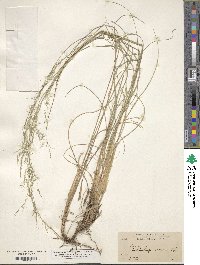 Muhlenbergia virescens image