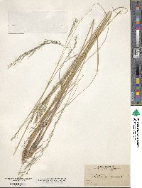 Muhlenbergia virescens image