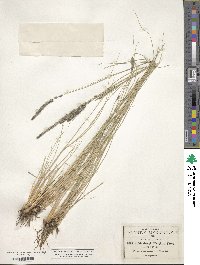 Muhlenbergia wrightii image