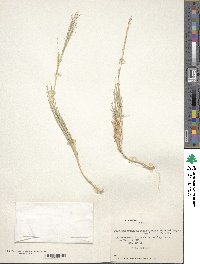 Muhlenbergia asperifolia image