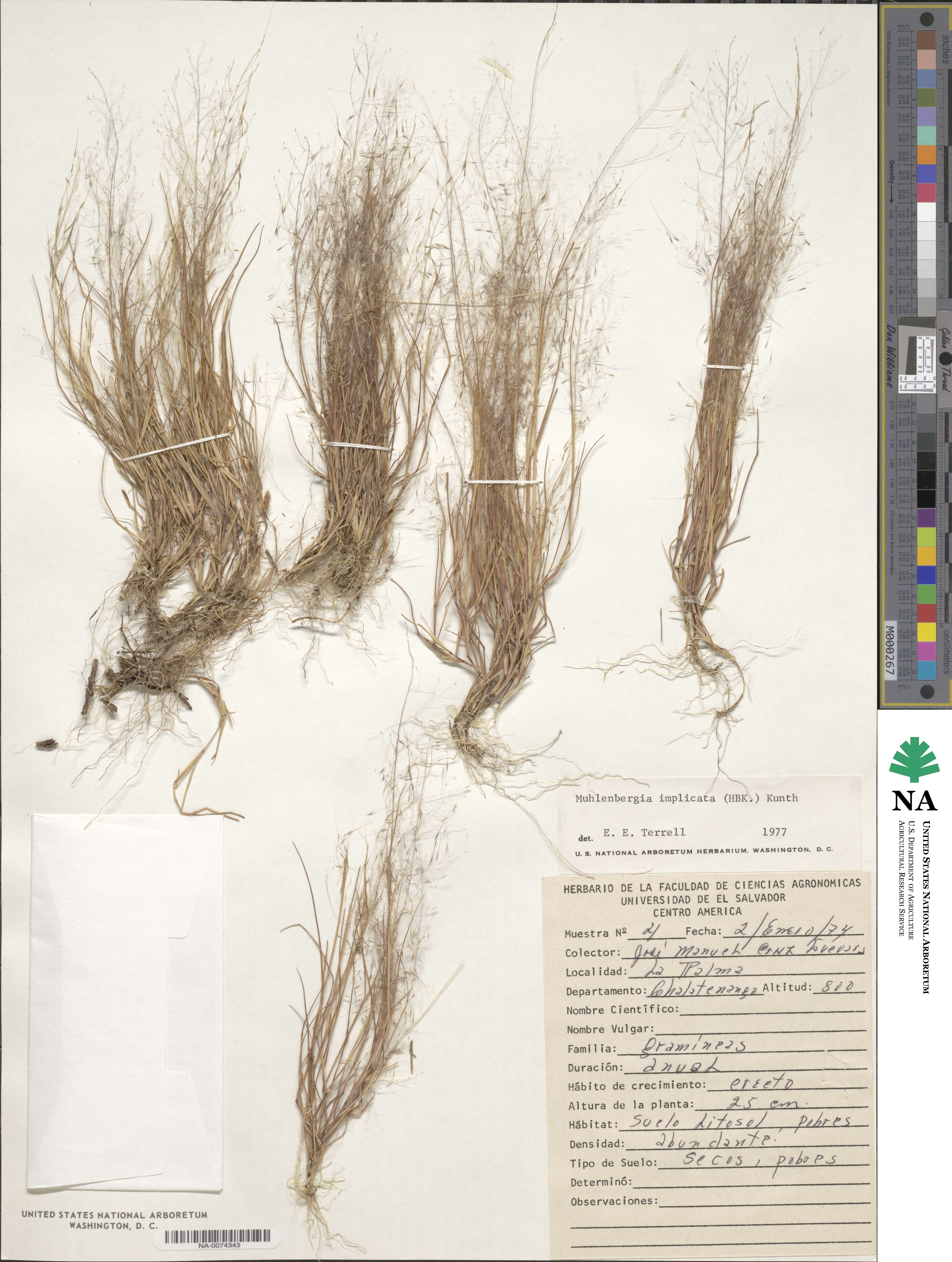 Muhlenbergia implicata image