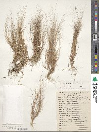 Muhlenbergia implicata image