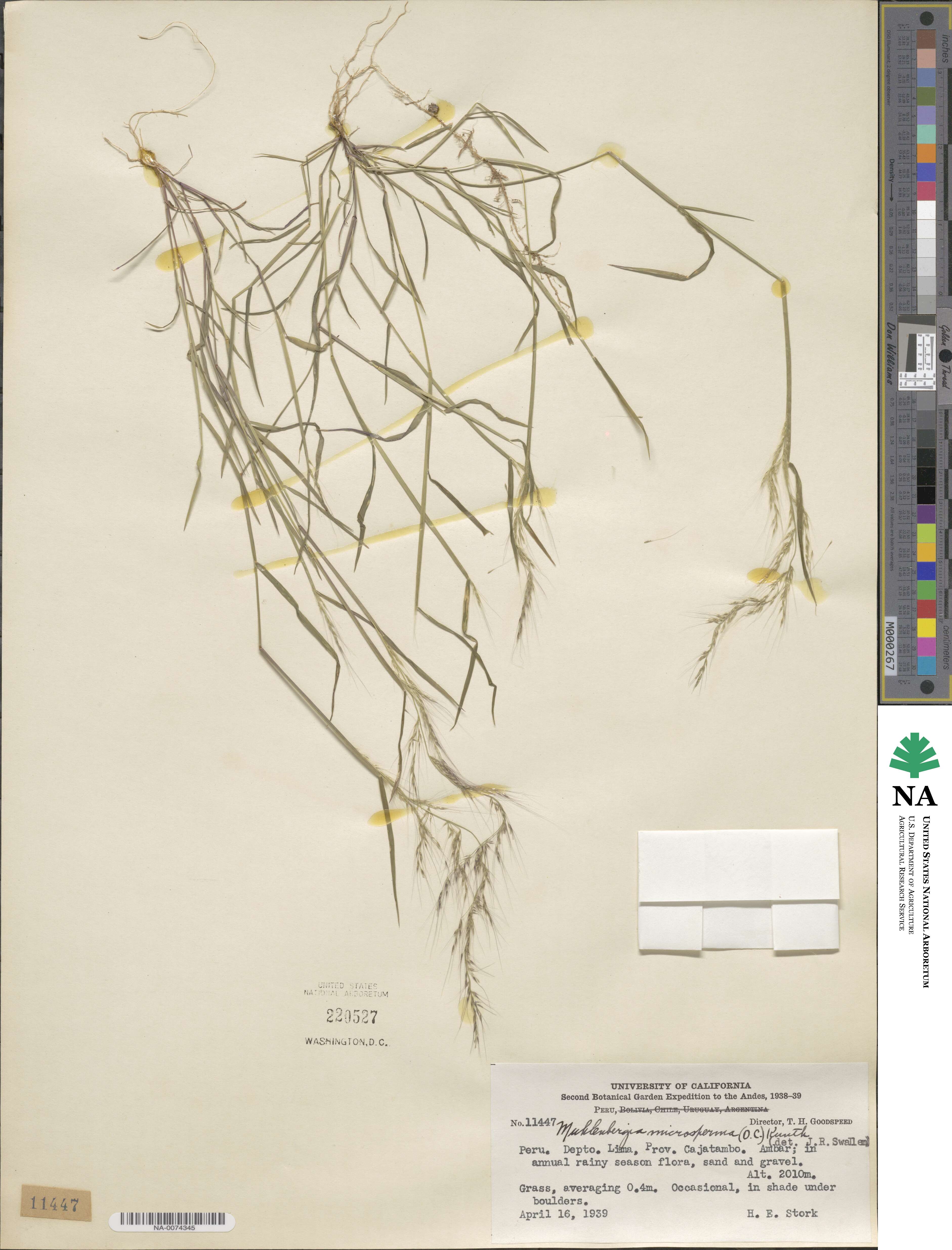 Muhlenbergia microsperma image
