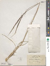 Muhlenbergia rigida image