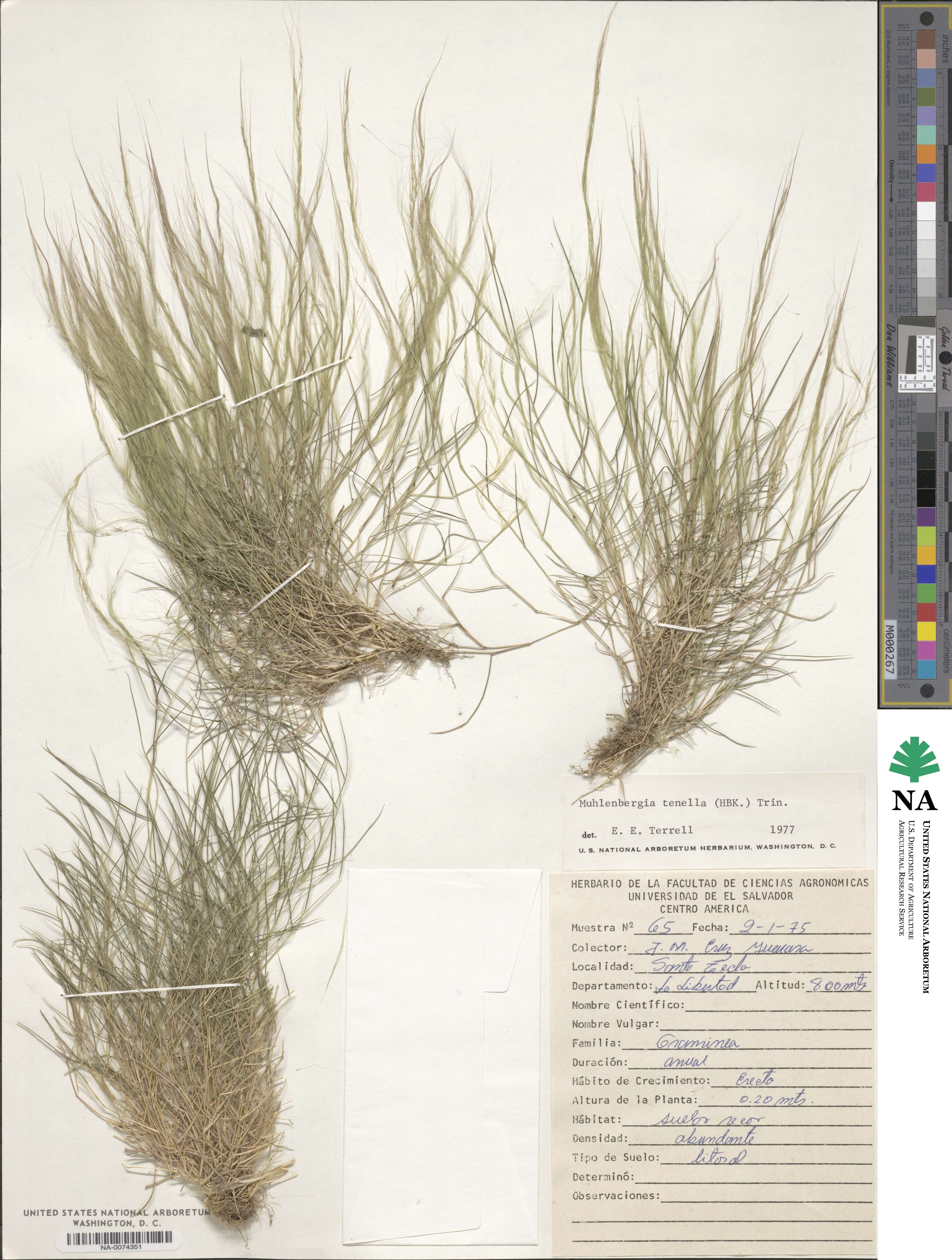 Muhlenbergia tenella image