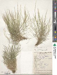 Muhlenbergia tenella image