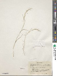 Muhlenbergia tenuiflora image