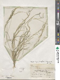 Muhlenbergia tenuiflora image