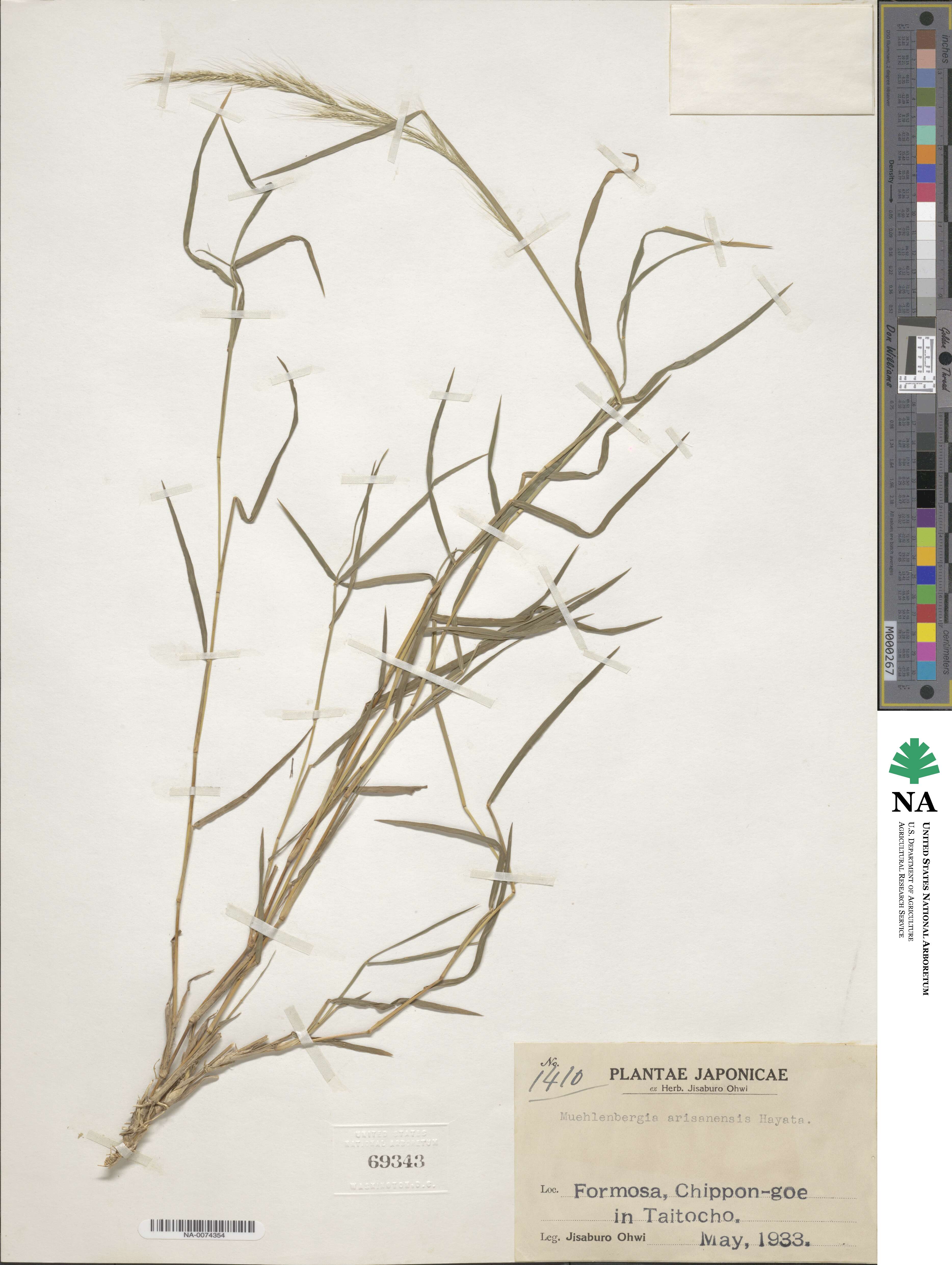 Muhlenbergia huegelii image