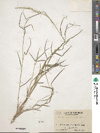 Image of Muhlenbergia huegelii