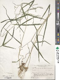 Image of Muhlenbergia curviaristata