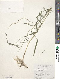 Muhlenbergia curviaristata image