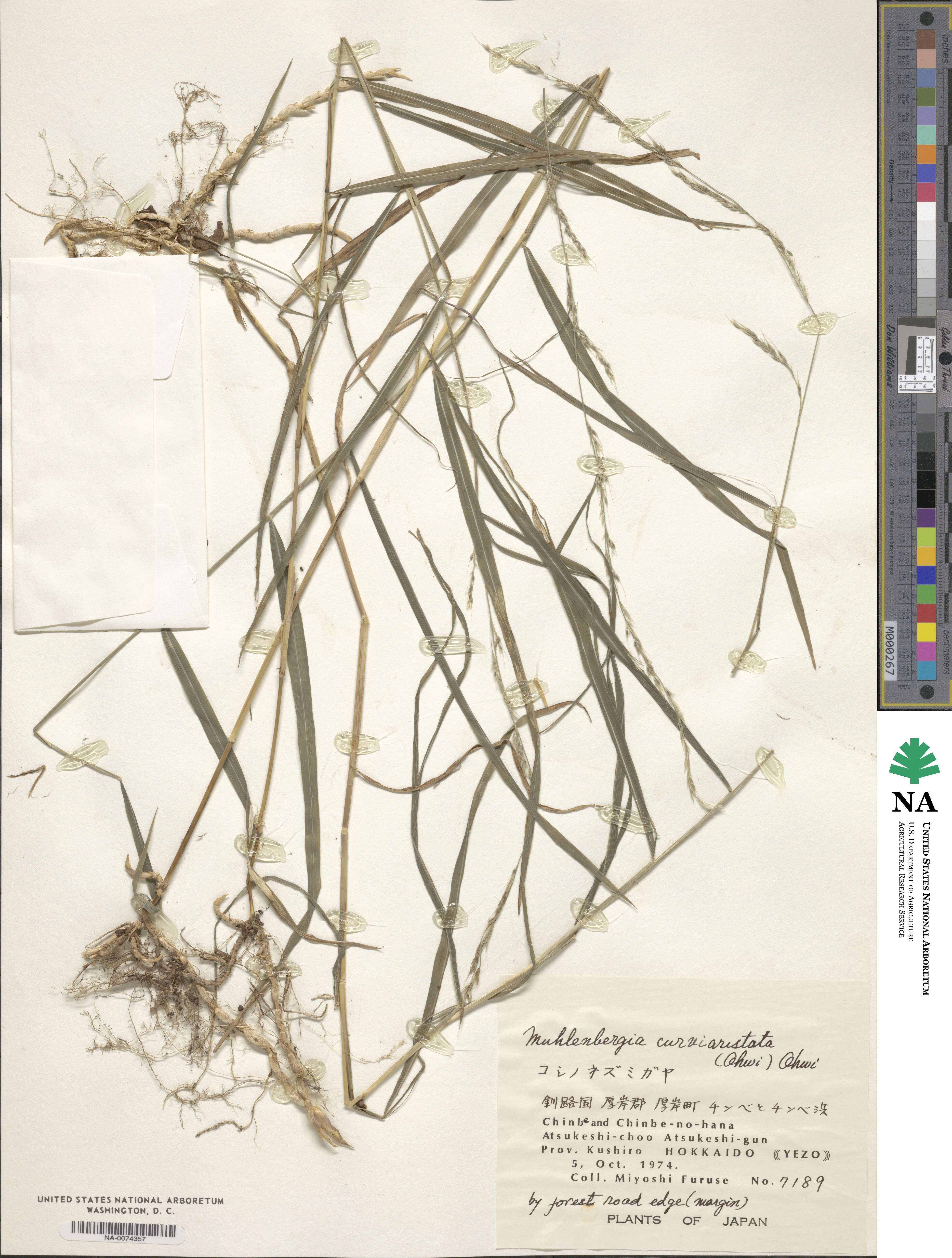 Muhlenbergia curviaristata image