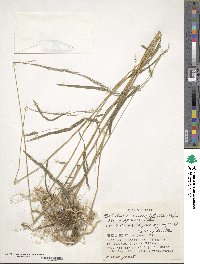 Muhlenbergia curviaristata image