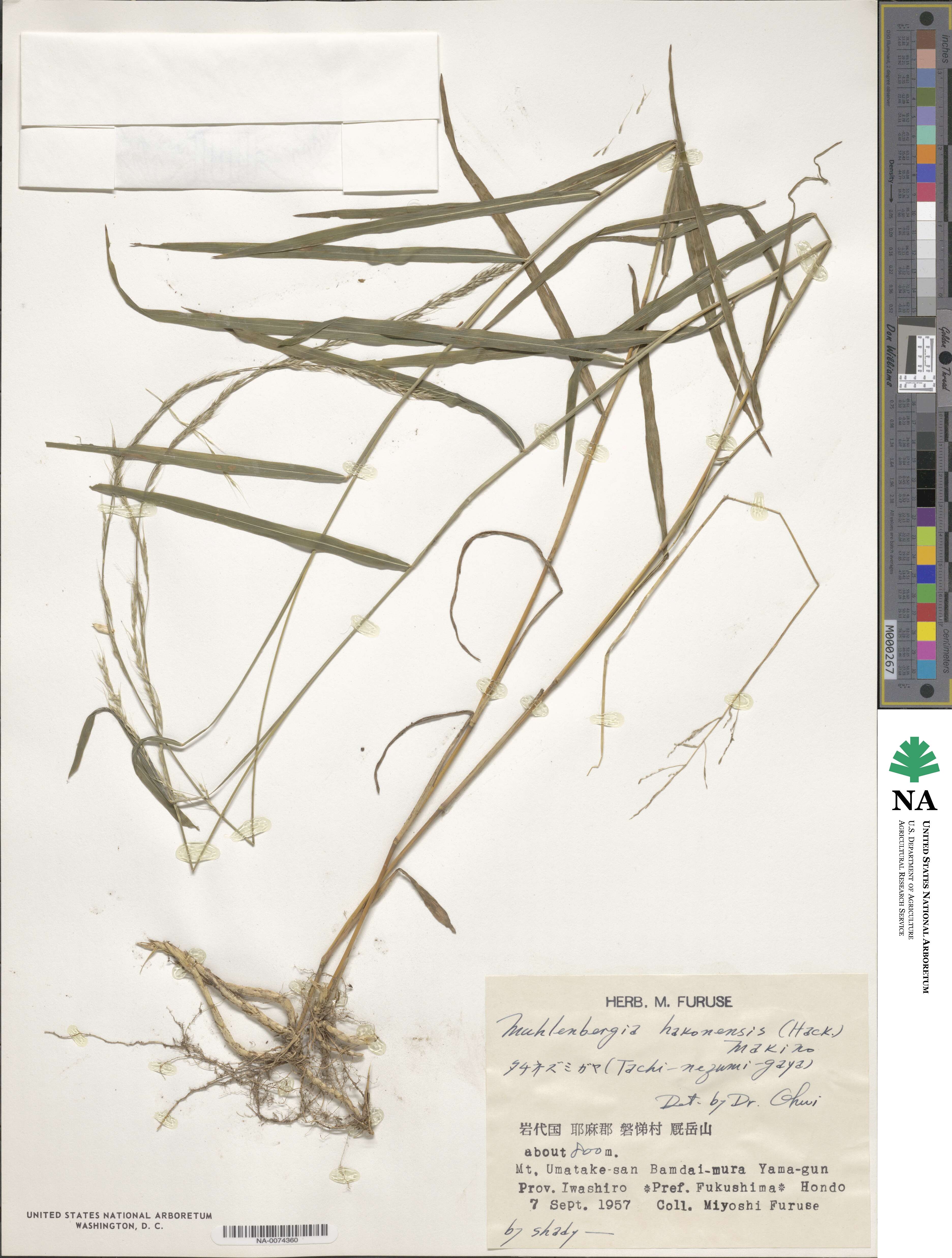 Muhlenbergia hakonensis image