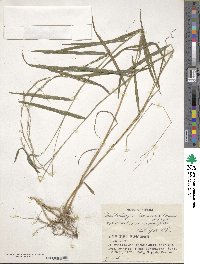 Muhlenbergia hakonensis image