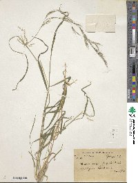 Muhlenbergia huegelii image