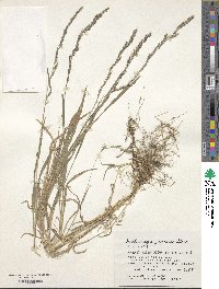 Muhlenbergia japonica image