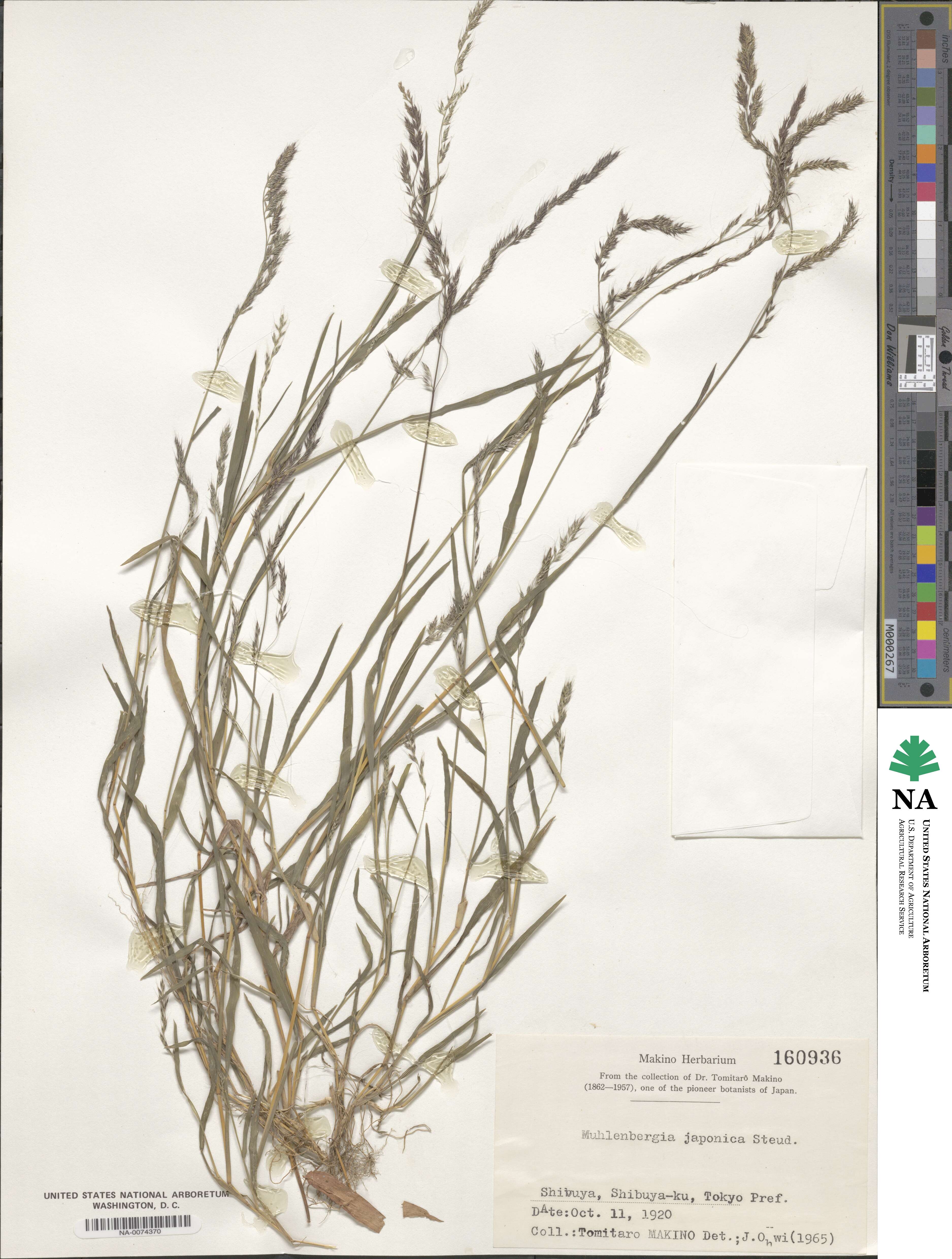 Muhlenbergia japonica image