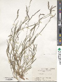 Muhlenbergia japonica image