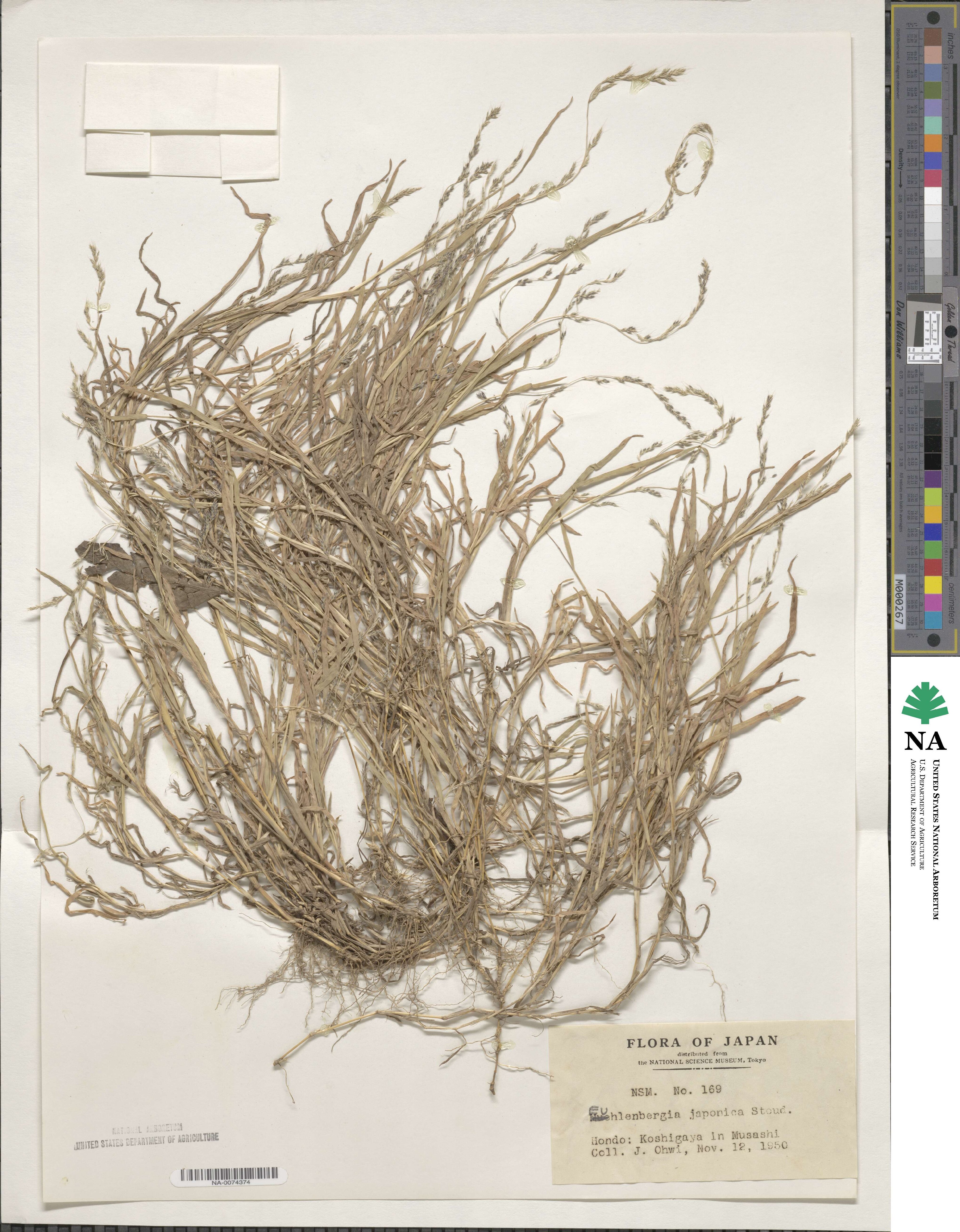 Muhlenbergia japonica image