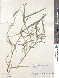 Muhlenbergia huegelii image