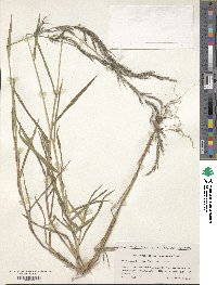 Muhlenbergia huegelii image