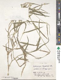 Muhlenbergia huegelii image