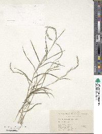 Muhlenbergia ramosa image