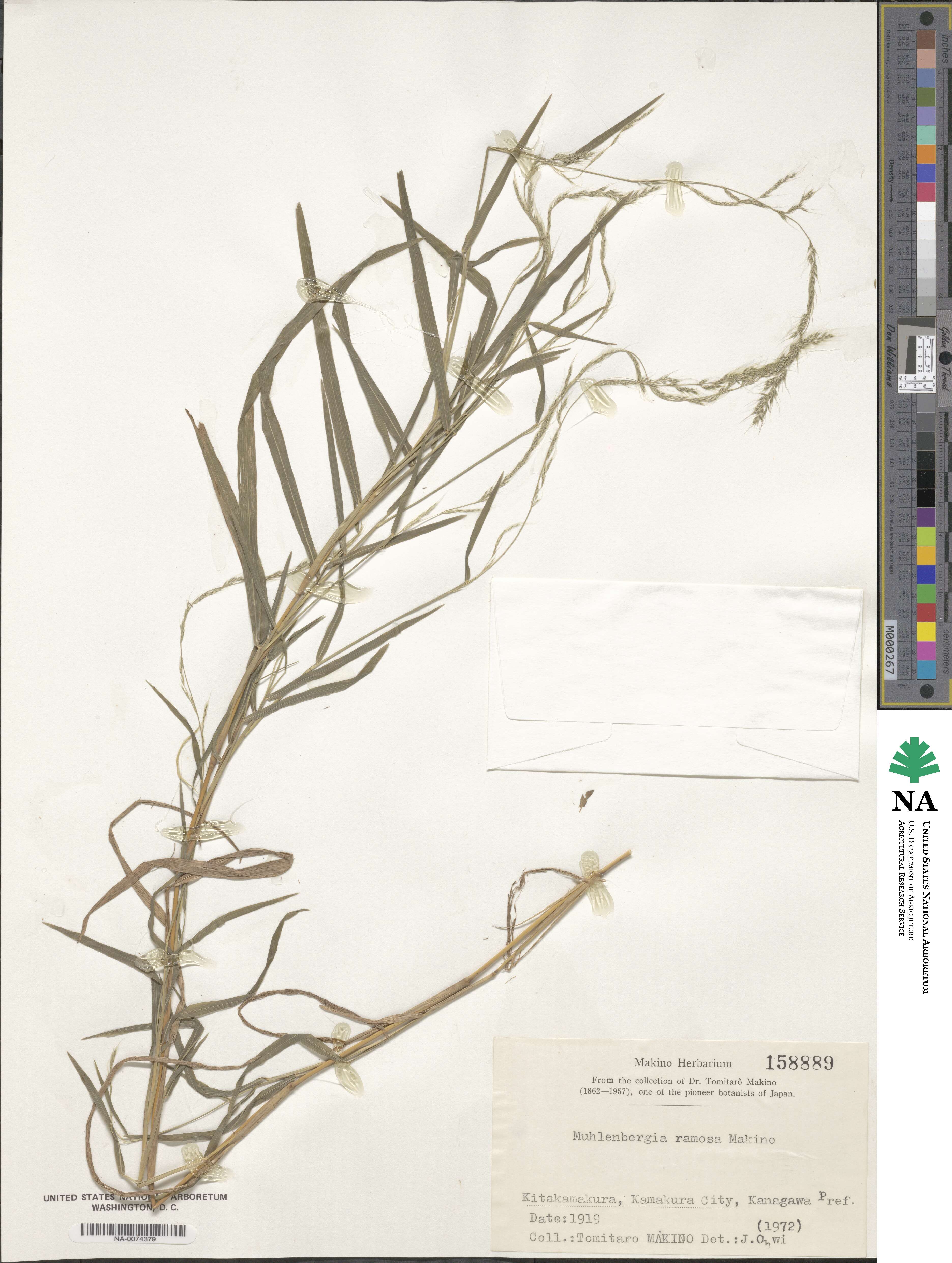 Muhlenbergia ramosa image